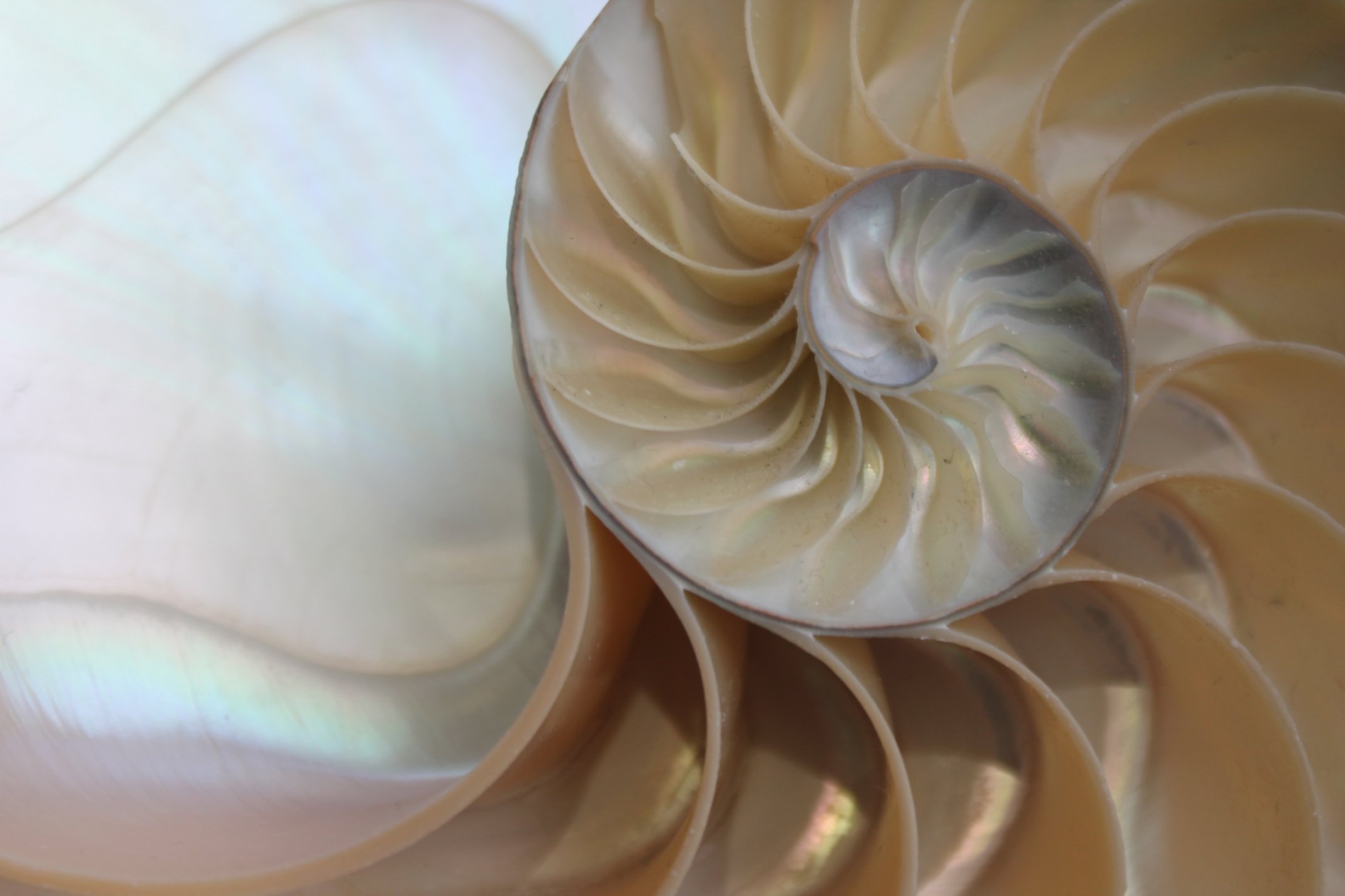 nautilus shell symmetry Fibonacci half cross section spiral golden ratio structure growth close up back lit mother of pearl close up ( pompilius nautilus )